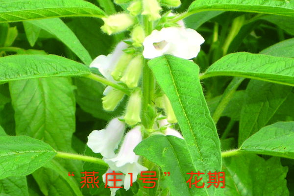 &ldquo;燕庄一号&rdquo;花期